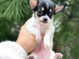 Xxxs 3 Aylık Erkek Chihuahua