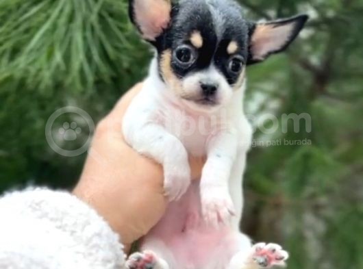 Xxxs 3 Aylık Erkek Chihuahua görsel