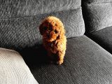 3 Aylık Toy Poodle 4 Kilo Mama Hediye