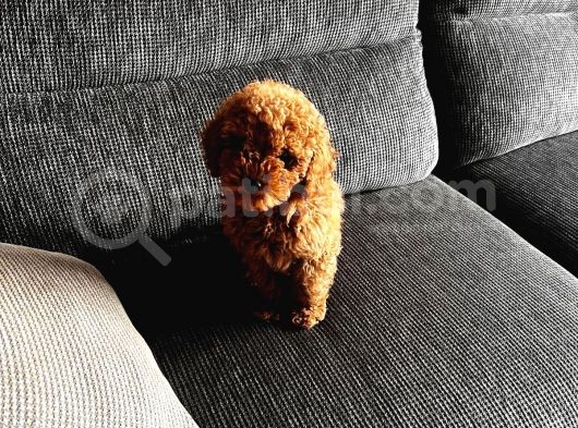 3 Aylık Toy Poodle 4 Kilo Mama Hediye görsel
