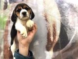 MÜKEMMEL BEAGLE YAVRU VE YETİŞKİN