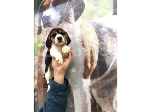 Mükemmel Beagle Yavru Ve Yeti̇şki̇n