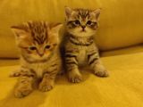 Ayı Suratlı Dişi Erkek Silver Ve Golden British Yavrularımız