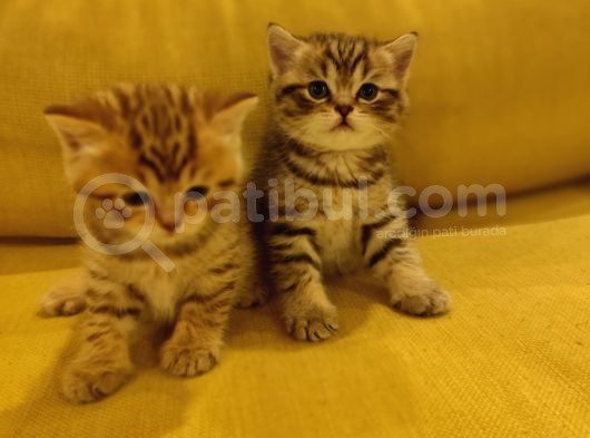 Ayı Suratlı Dişi Erkek Silver Ve Golden British Yavrularımız görsel