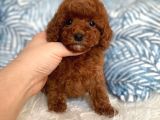 orijinal toy boyut red brown poodle yavrular