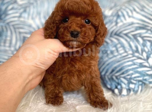 Orijinal Toy Boyut Red Brown Poodle Yavrular
