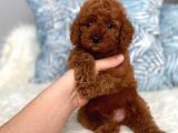 Orijinal Toy Boyut Red Brown Poodle Yavrular