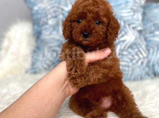 Orijinal Toy Boyut Red Brown Poodle Yavrular görsel