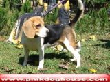 Mükemmel Beagle Yavru Ve Yeti̇şki̇n