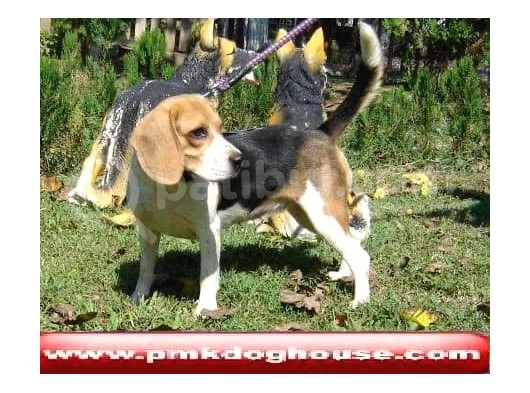 Mükemmel Beagle Yavru Ve Yeti̇şki̇n görsel