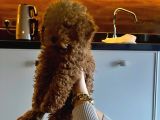3 Aylık Toy Poodle 4 Kilo Mama Hediye