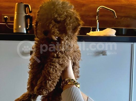 3 Aylık Toy Poodle 4 Kilo Mama Hediye görsel