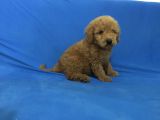 Mükemmel Poodle Yavrulari
