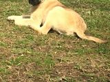 MÜKEMMEL KANGAL YAVRULARI