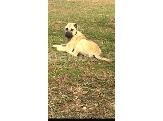 Mükemmel Kangal Yavrulari