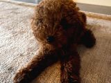 3 Aylık Toy Poodle 4 Kilo Mama Hediye