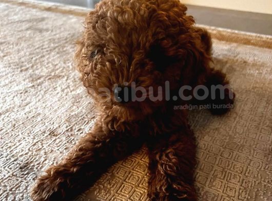 3 Aylık Toy Poodle 4 Kilo Mama Hediye görsel