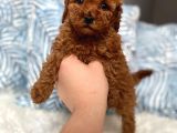 Orijinal Toy Boyut Red Brown Poodle Yavrular