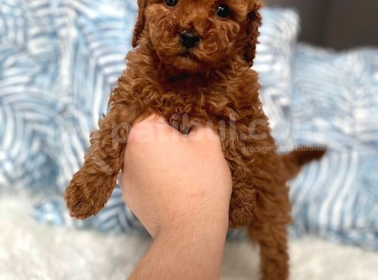 Orijinal Toy Boyut Red Brown Poodle Yavrular görsel