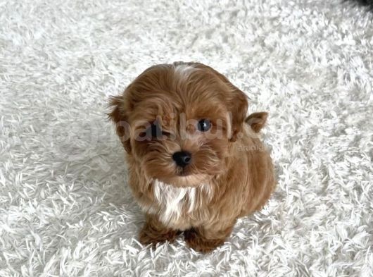 Mükemmel Güzellikte Maltipoo Yavrular
