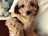 Maltipoo Safkan Yavru