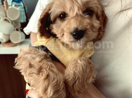 Maltipoo Safkan Yavru görsel