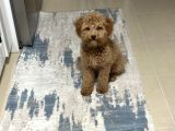Ekrek Maltipoo Ücreti 5000 Tl 