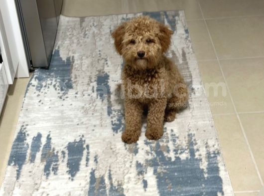 Ekrek Maltipoo Ücreti 5000 Tl  görsel