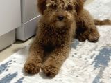 Ekrek Maltipoo Ücreti 5000 Tl 