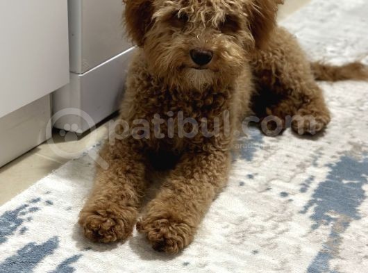 Ekrek Maltipoo Ücreti 5000 Tl  görsel
