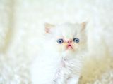 Şaşkın Ve Güzel Suratlı Exotic Shorthair