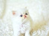 Şaşkın Ve Güzel Suratlı Exotic Shorthair