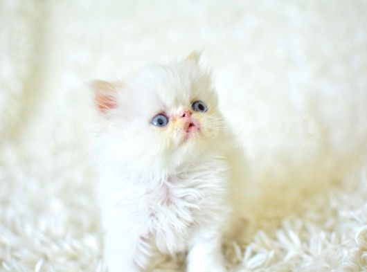 Şaşkın Ve Güzel Suratlı Exotic Shorthair görsel