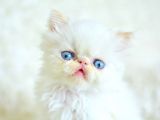 Şaşkın ve güzel suratlı exotic shorthair