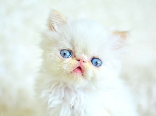 Şaşkın Ve Güzel Suratlı Exotic Shorthair