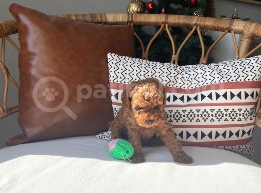 Sevimlilikte Sınır Tanımayan Safkan Toy Poodle Yavruları  görsel