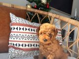 Sevimlilikte Sınır Tanımayan safkan Toy poodle Yavruları 