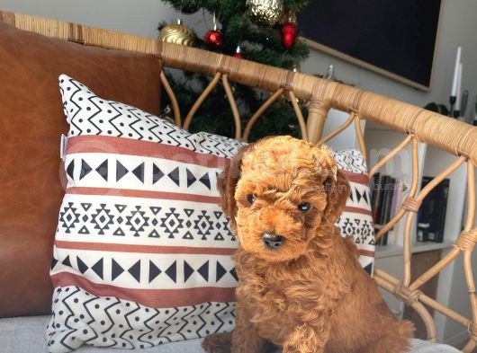 Sevimlilikte Sınır Tanımayan Safkan Toy Poodle Yavruları 