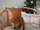 Sevimlilikte Sınır Tanımayan Safkan Toy Poodle Yavruları 