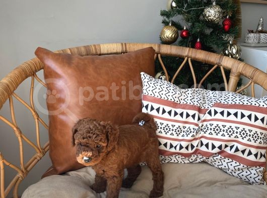 Sevimlilikte Sınır Tanımayan Safkan Toy Poodle Yavruları  görsel