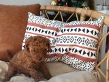 Sevimlilikte Sınır Tanımayan Safkan Toy Poodle Yavruları 