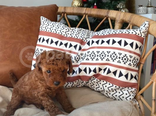 Sevimlilikte Sınır Tanımayan Safkan Toy Poodle Yavruları  görsel