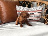 Sevimlilikte Sınır Tanımayan Safkan Toy Poodle Yavruları 