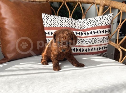 Sevimlilikte Sınır Tanımayan Safkan Toy Poodle Yavruları  görsel