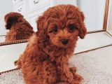 TOOY POODLE YAVRUMUZ 0 TEACUP 