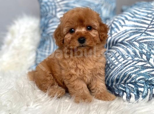 Orijinal Toy Boyut Red Brown Poodle Yavrular görsel