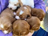 BEYAZ COCKERS AİLELERE UYGUN