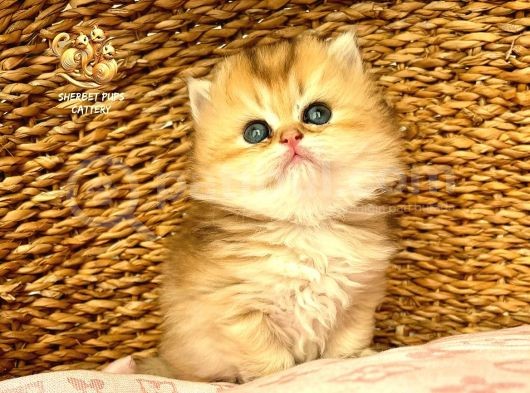 Full Şecereli Safkan Golden Ny11 Ve Ny1133 Bebekleri görsel