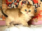 Full Şecereli Safkan Golden Ny11 Ve Ny1133 Bebekleri