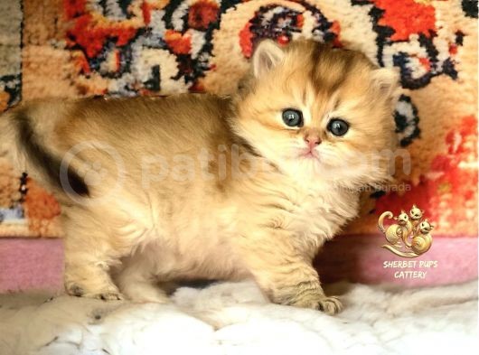 Full Şecereli Safkan Golden Ny11 Ve Ny1133 Bebekleri görsel